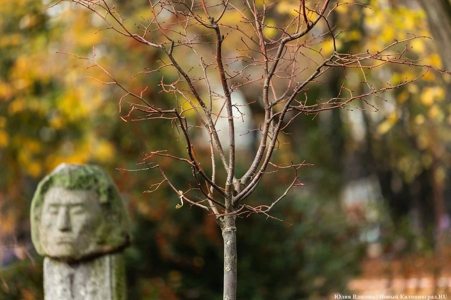Дожди и порывы ветра до 18 м/с: прогноз погоды в Калининграде на выходные