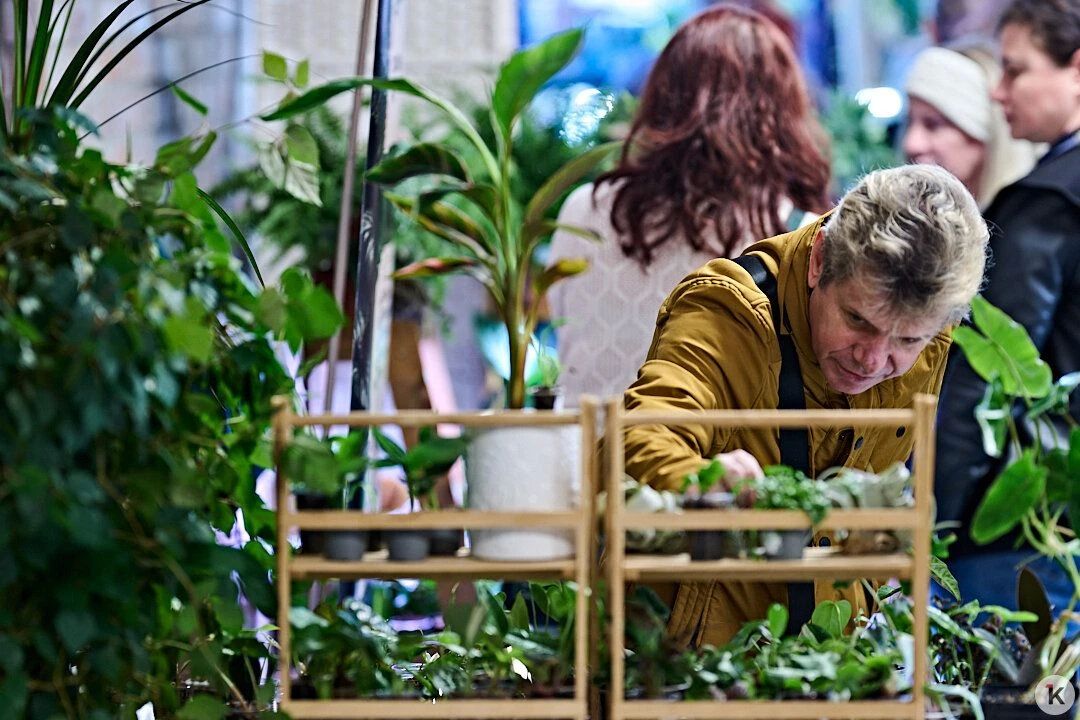В культурном квартале «Понарт» открылся фестиваль комнатных растений «Зелёный Кёнигсберг» В культурном квартале «Понарт» открылся фестиваль комнатных растений «Зелёный Кёнигсберг»