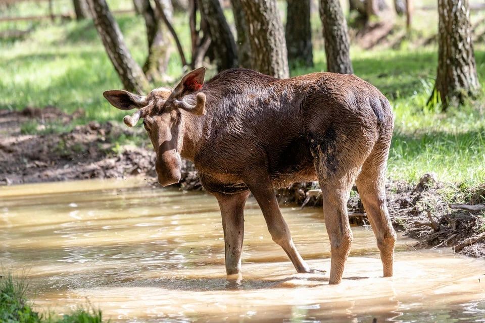 В Калининграде лоси заставили поезда ездить медленно