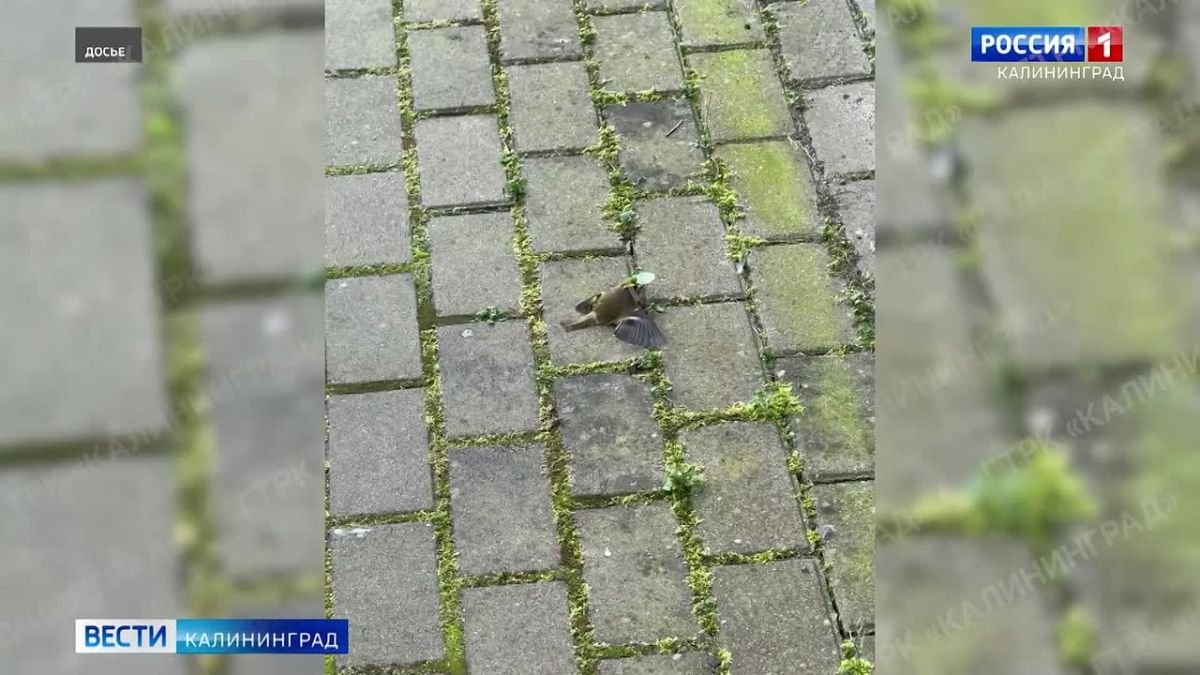 В Зеленоградске за 20 дней собрали 250 погибших птиц, все они разбились об окна многоэтажных домов