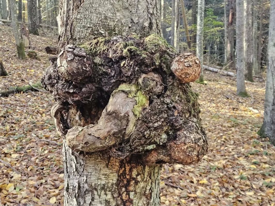 Что это выросло на дереве в Красном лесу? Что это выросло на дереве в Красном лесу?