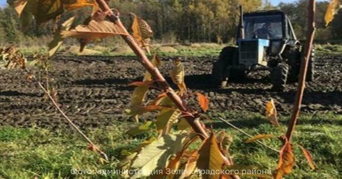 В 2027 году с черешневой стены в Зеленоградском районе планируют получить первый урожай
